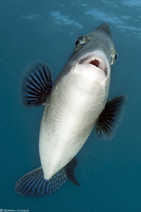 mediterranean triggerfish face by Mathieu Foulquié 